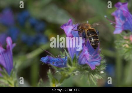 Western honey bee Apis mellifera on a flower of purple viper's bugloss Echium plantagineum. Reserve of Inagua. Gran Canaria. Canary Islands. Spain. Stock Photo