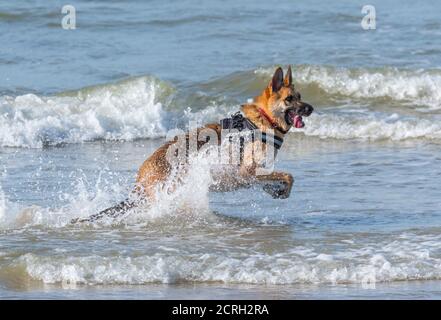 Side view of a German Shepherd (AKA Alsatian) dog running in the sea in the UK. German Shepherd playing in water. Stock Photo