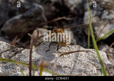 Common Darter Dragonfly - Sympetrum striolatum, head-on on limestone rock Stock Photo
