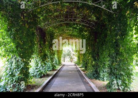 path in the park with a canopy pergola. Green plants on trellises provide shade. Stock Photo