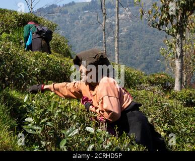 Tea garden workers pick tea leaves on a hill slope near Darjeeling. A tourist watches the process of picking tea leaves. Weather is mostly clear. Stock Photo