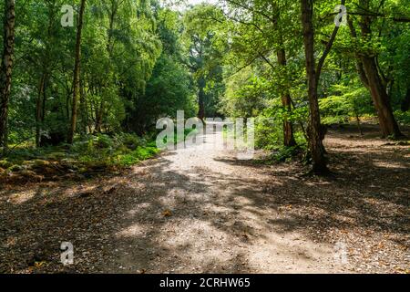 Walking trail through Epping Forest in Essex, England Stock Photo