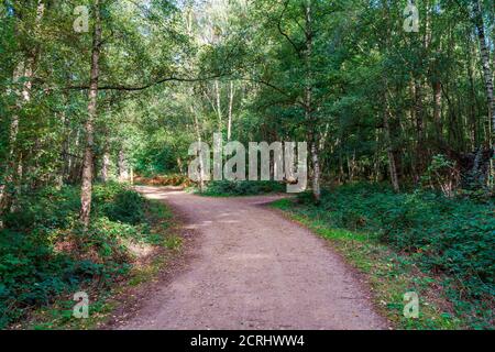Walking trail through Epping Forest in Essex, England Stock Photo
