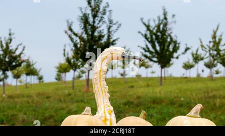 Funny shapes of nature Stock Photo