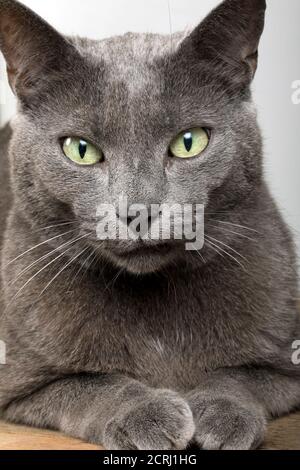 Close up of a grey cat looking into the camera Stock Photo