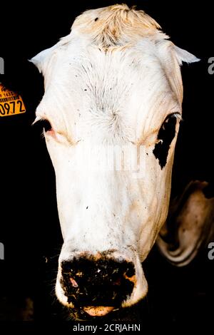 White Headed Cows Head With Black Ears and Black Nose Stock Photo