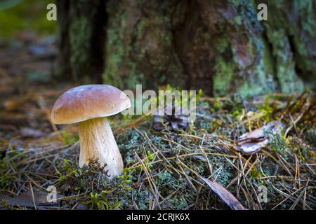 Mushroom grows on forest glade. Beautiful autumn season porcini in moss. Edible mushrooms raw food. Vegetarian natural meal Stock Photo
