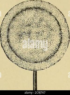 . Electricity : its medical and surgical applications, including radiotherapy and phototherapy . Metallic foot plate. Fig. 148. Round sponge electrode with longinsulated handle. Stock Photo