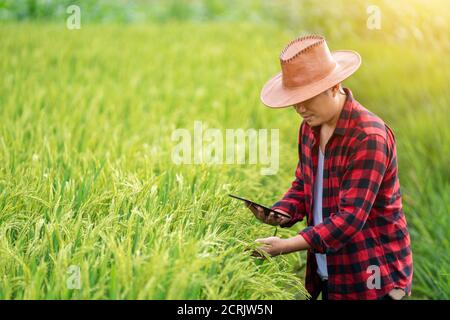 Asian young farmers is using the research tablet and studying the development of rice varieties in the field. To increase the productivity. Agricultur Stock Photo