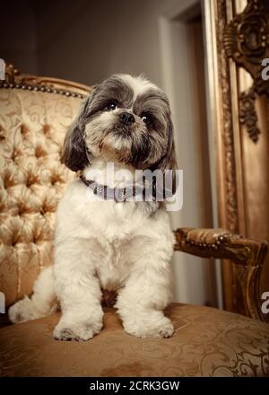 Pedigree store shih tzu