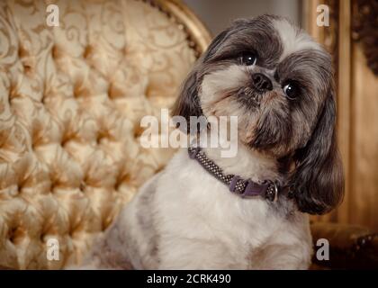 Adorable Shih Tzu pedigree dog sitting on a gold chair looking at