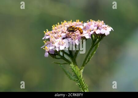 A fly eating on a globe candytuft Stock Photo