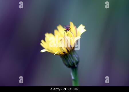 A fly on a false dandelion Stock Photo