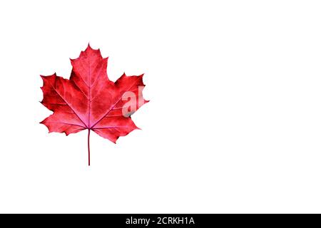 Red maple leaf isolated on white. Modern and bright autumn season background with copy space. Stock Photo
