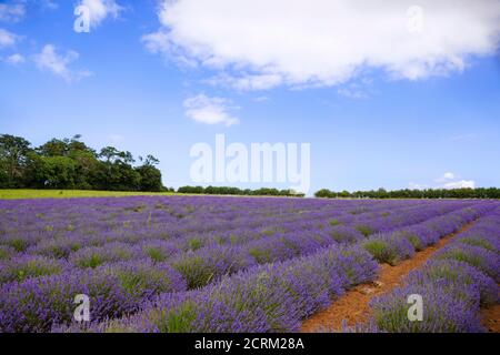 Lavender fields under a sunny blue sky, in the summer, at Norfolk Lavender farm. Stock Photo