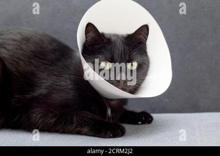 Black cat wearing Elizabethan collar lying on a gray sofa after surgical operation. Animal healthcare concept Stock Photo