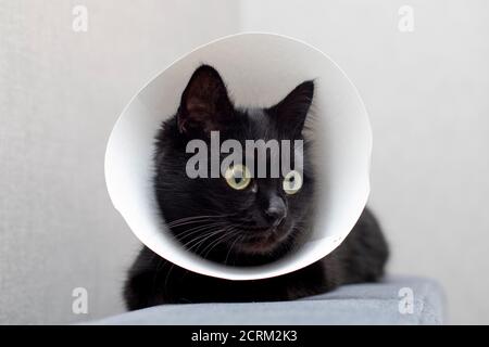 Cat wearing Elizabethan collar lying on a sofa. Animal healthcare concept Stock Photo