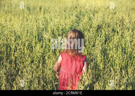 Happy little girl in red dress walking in the green oat field in summer back to camera Stock Photo