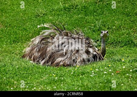 American Rhea, rhea americana, Adult sitting on Eggs in Nest Stock Photo