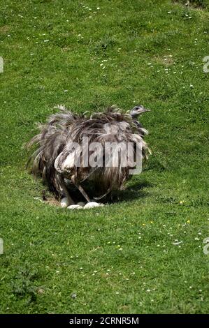 American Rhea, rhea americana, Adult sitting on Eggs in Nest Stock Photo