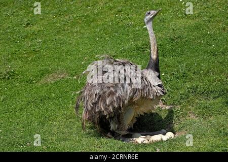 American Rhea, rhea americana, Adult sitting on Eggs in Nest Stock Photo