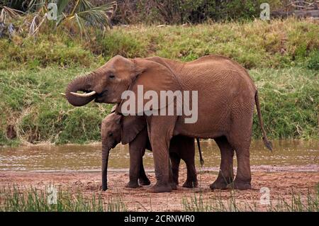 African Elephant, loxodonta africana, Female with Young standing near River, Samburu Park in Kenya Stock Photo