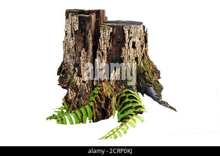 Old tree stump with moss isolated on white Stock Photo