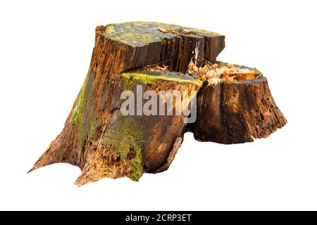 Old tree stump with moss isolated on white Stock Photo