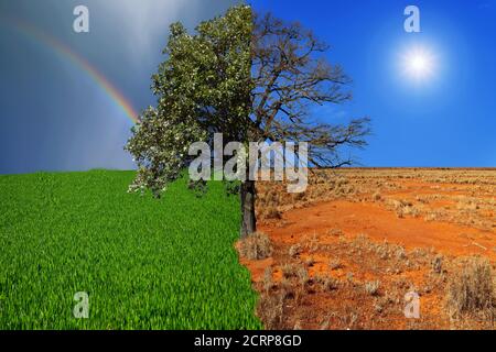 The concept of climate has changed. Half alive and half dead tree standing at the crossroads. Save the environment. Stock Photo