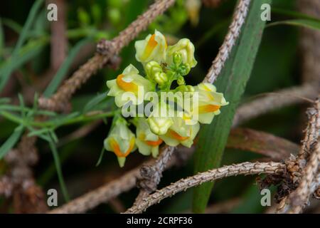 Close up of a common toadflax, also called Linaria vulgaris or Echtes Leinkraut Stock Photo