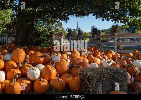 A large amount of pumpkins are on display along the side of a country road, during a clear, Fall afternoon, near a large oak tree and a white fence. Stock Photo