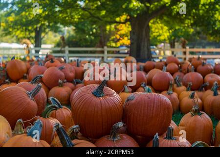 A large amount of pumpkins are on display along the side of a country road, during a clear, Fall afternoon, near a large oak tree and a white fence. Stock Photo