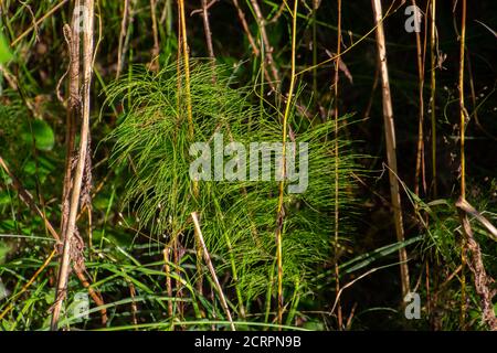 Wood horsetail in the forest, also called Equisetum sylvaticum or Wald Schachtelhalm