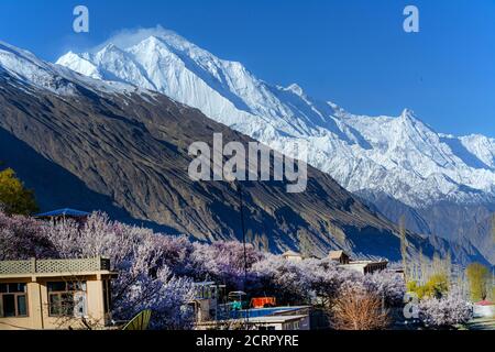 land scape photography od spring , cherry blossom and apricot blossom in huza ans gilgit baltistan , Pakistan Stock Photo