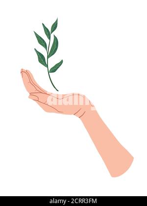 Hand holding a green branch plant. Sprout in Palm. Vector flat design in cartoon style. Isolated on white background. Stock Vector