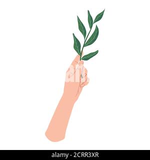 Hand holding a green branch plant. Sprout in Palm. Vector flat design in cartoon style. Isolated on white background. Stock Vector