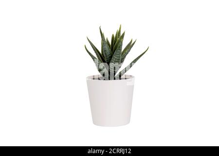 Beautiful artificial green grass in pots ceramic isolated on white background, plastic tree and foliage, plant mini tree, leaf fake with imitation for Stock Photo