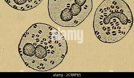 Pus Bacteria Under Microscope