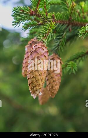 Picea abies or the Norway spruce branches with long cones with traces of leaking white resin on green blurred background Stock Photo