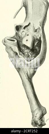 . On modern methods of treating fractures . Fig. 49.—Rabbits femur{No. 28), 31 days after plat-ing, cut down the centre tosho7 union. A, Ossified callus. B, Cal-lus which is still cartilaginousat the line of fracture. OPERATIVE TREATMENT 95 as judr^ed by the junction of the epiphyses. The young bones,in which the epiphyses have not j^ct joined, all formed callus. Stock Photo