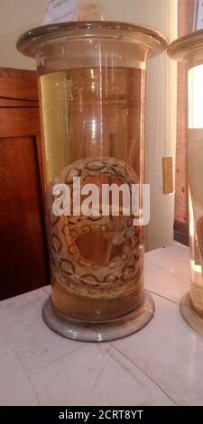 DISTRICT JABALPUR, INDIA - OCTOBER 17, 2019: Ancient snake water jar presented at Zoological survey of india museum. Stock Photo