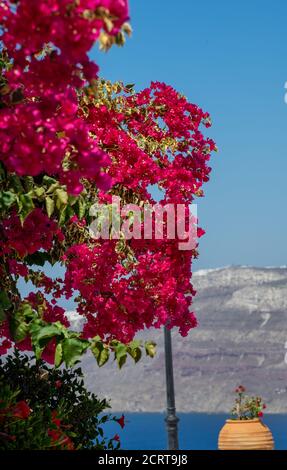 beautiful bougainvillea flower with awesome colors in Santorini Greek island with deep blue sea and sky Stock Photo