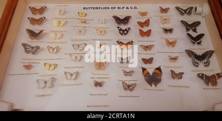 DISTRICT JABALPUR, INDIA - OCTOBER 17, 2019: Ancient Butterflies species presented at Zoological survey of india museum. Stock Photo