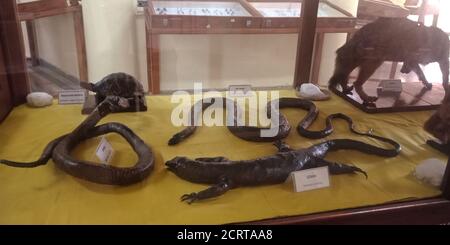 DISTRICT JABALPUR, INDIA - OCTOBER 17, 2019: Creeping creatures presented at Zoological survey of india museum. Stock Photo
