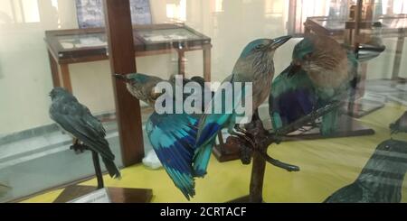 DISTRICT JABALPUR, INDIA - OCTOBER 17, 2019: Ancient Bluebirds presented at Zoological survey of india museum. Stock Photo