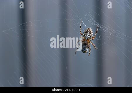 Garden spider feasting on pray Stock Photo