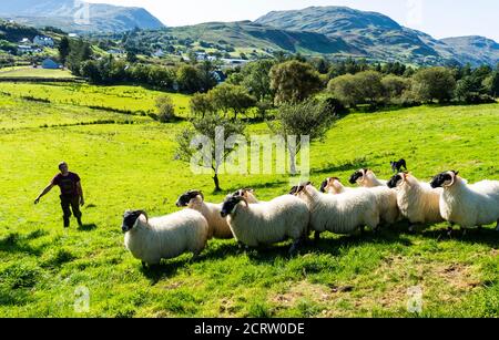 Ardara, County Donegal, Ireland 20th September 2020. Farmer Paul Gallagher rounds up sheep with help from his dog on a hillside on the north-west coast. Stock Photo