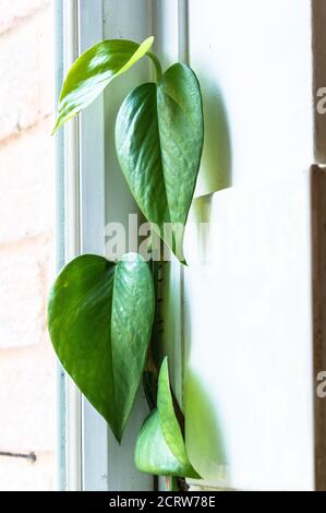 Epipremnum aureum / Devils Ivy / Pothos house plant climbing on a PVC window frame Stock Photo