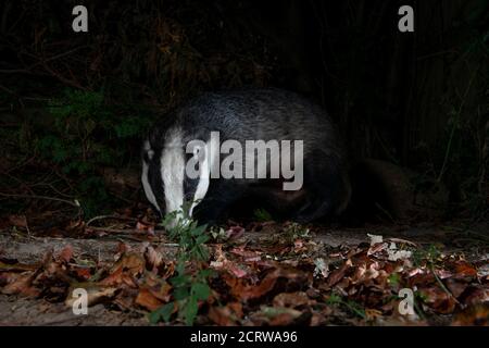 Young male badger foraging in the dead leaves Stock Photo