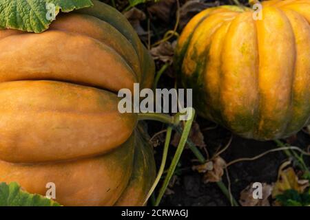 Pumpkins on an agricultural field at sunset Stock Photo